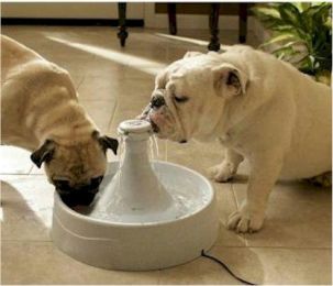 Drinkwell 360 Pet Fountain