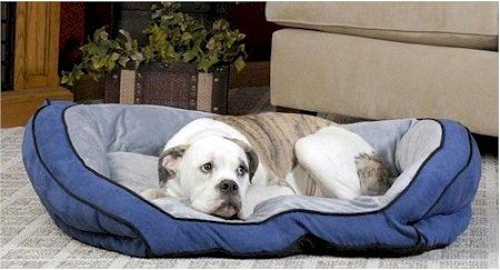 Bolster Pet Couch (Options: Small/Blue)
